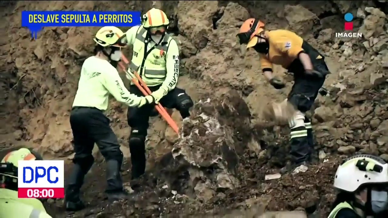 El albergue "Milagros caninos" está de luto, un deslave provocó la muerte de 4 perritos