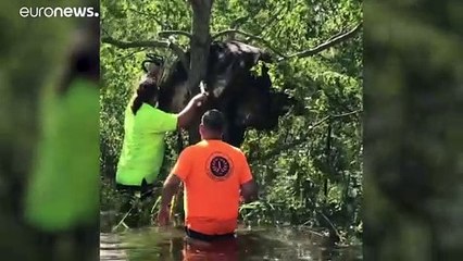 شاهد: فيضانات لويزيانا تدفع بالأبقار فوق الأشجار