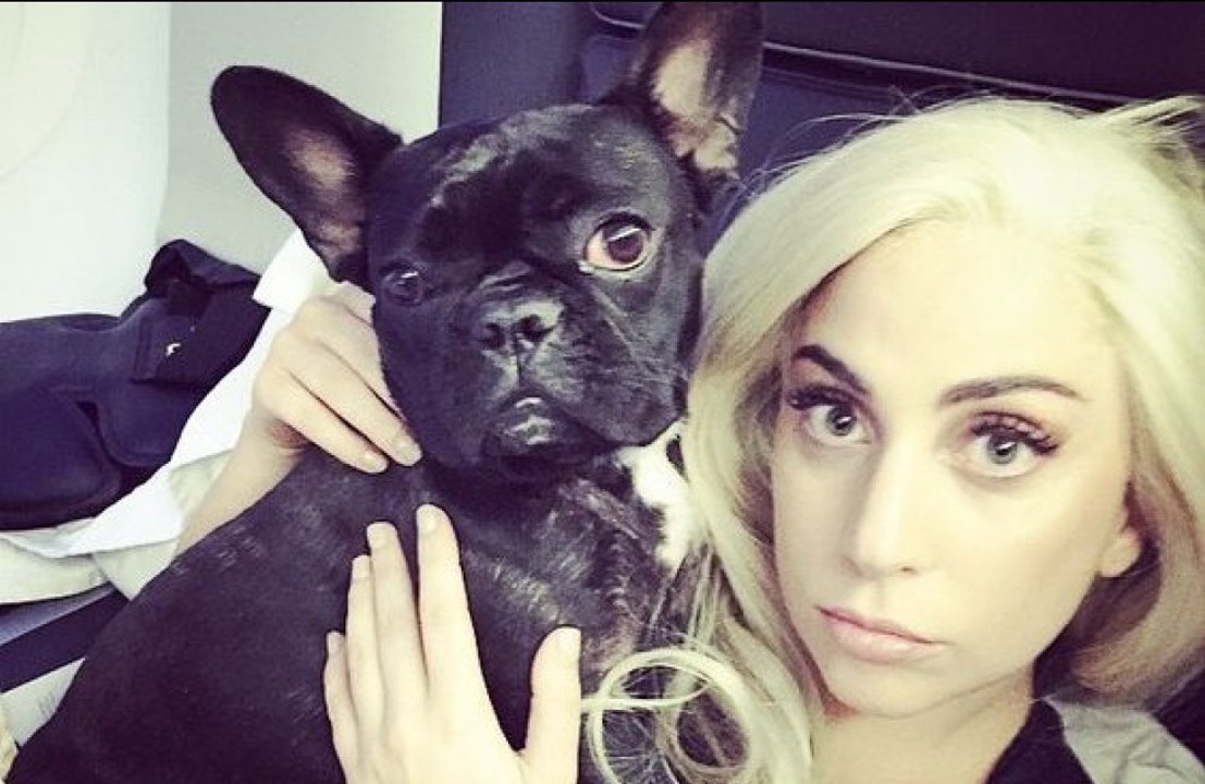 El antiguo cuidador de los perros de Lady Gaga no se siente abandonado por la cantante