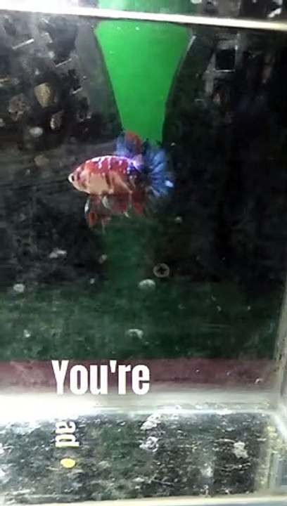 BETTA FISH!