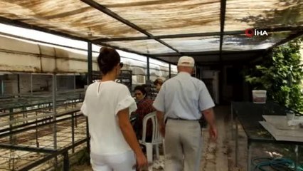 Enginardan şifa bulan kadın girişimci çayını üretmeye başladı