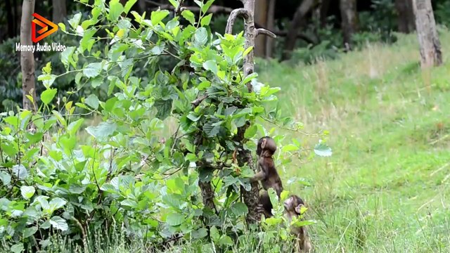 Funny Monkey babies - Playing like Little imps