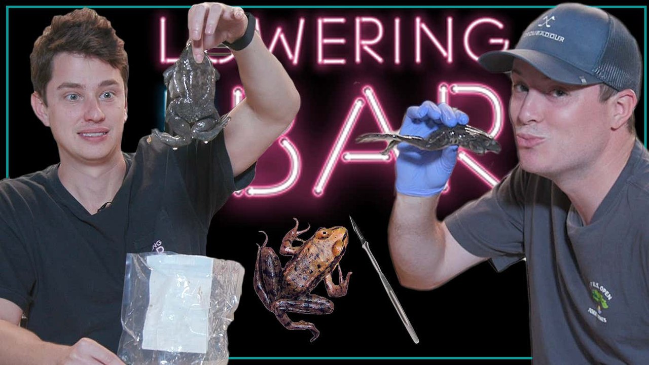 Back To School With Frog Dissection