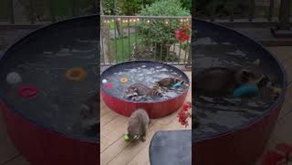 Wild Raccoons Enjoying Domestic Pleasures