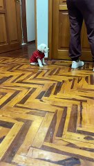 Tired Pup Falls Asleep Sitting Up