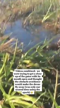 Un alligator attrape un drone et n'en fait qu'une bouchée