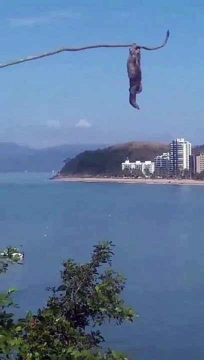 Sloth Hanging Upside Down Scratches Armpit