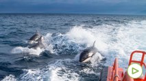 Nuevo ataque de un grupo de orcas en Cádiz... y van 65 este verano