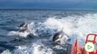 Nuevo ataque de un grupo de orcas en Cádiz... y van 65 este verano