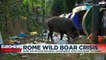 Wild boar 'invasion' in Rome suburb sees mayor sue local government