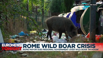 Wild boar 'invasion' in Rome suburb sees mayor sue local government