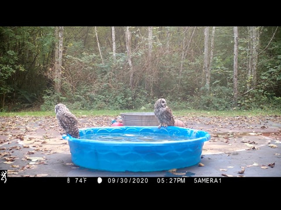 Owls Battle in Kiddie Pool