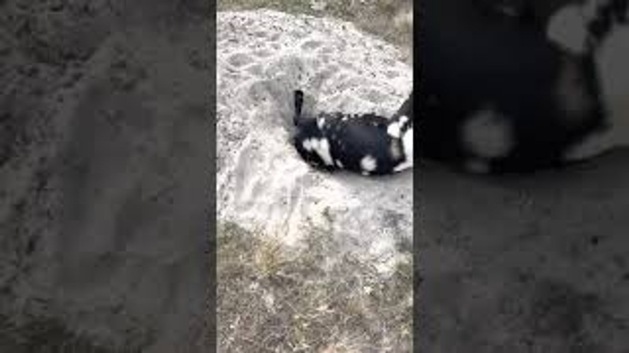 Rescuing a Goat with its Head Stuck in a Hole