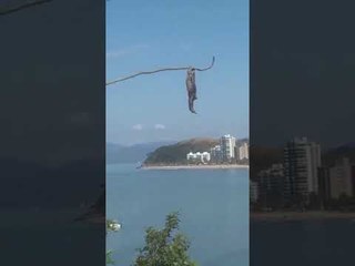 Sloth Hanging Upside Down Scratches Armpit