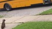 Pet Puppy Waits Patiently For School Bus to Greet Little Boy