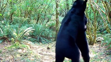 Washington Black Bears Wrestle