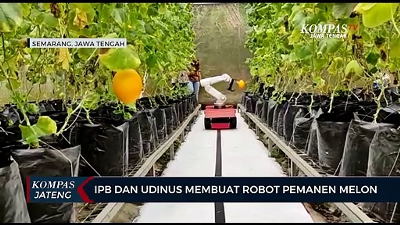 IPB dan Udinus Membuat Robot Pemanen Melon