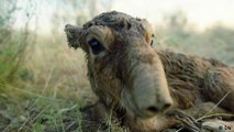 Comeback kids: Saiga antelope