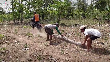Pengangkutan kayu jati menggunakan motor