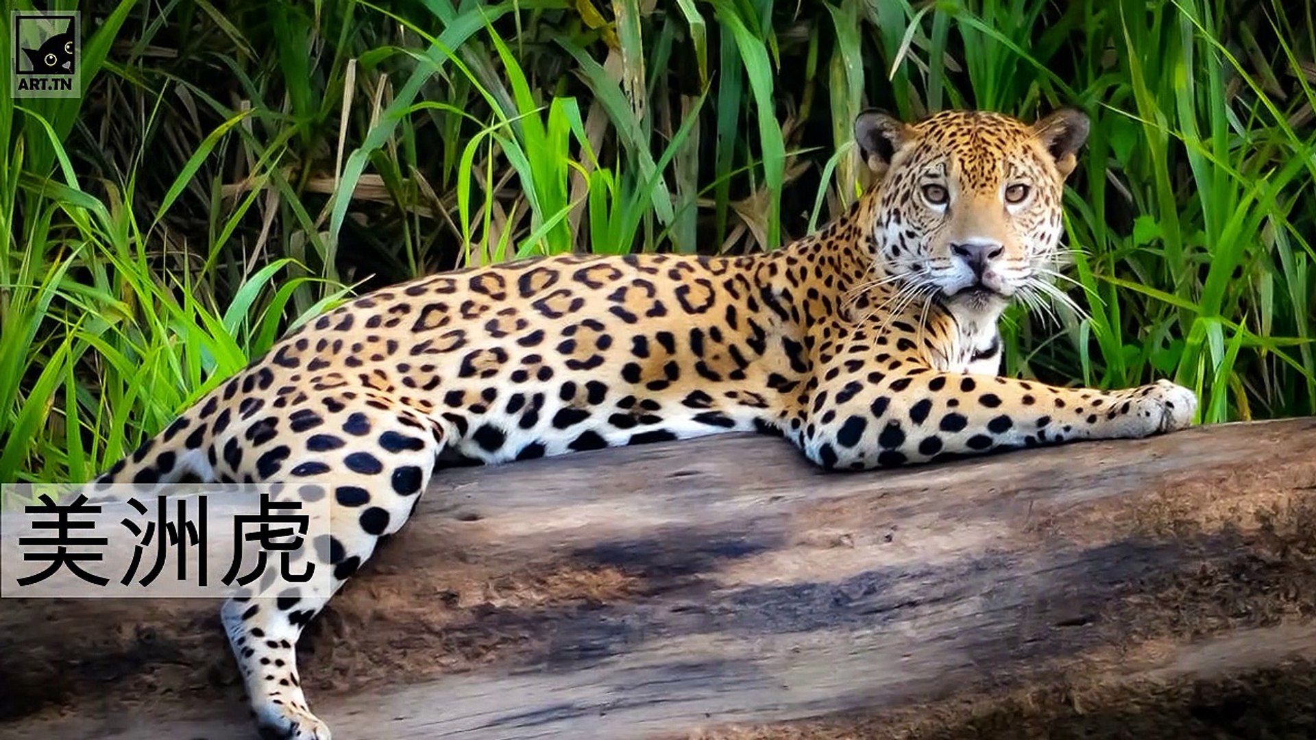 ⁣前 10 位濒临灭绝危险的动物