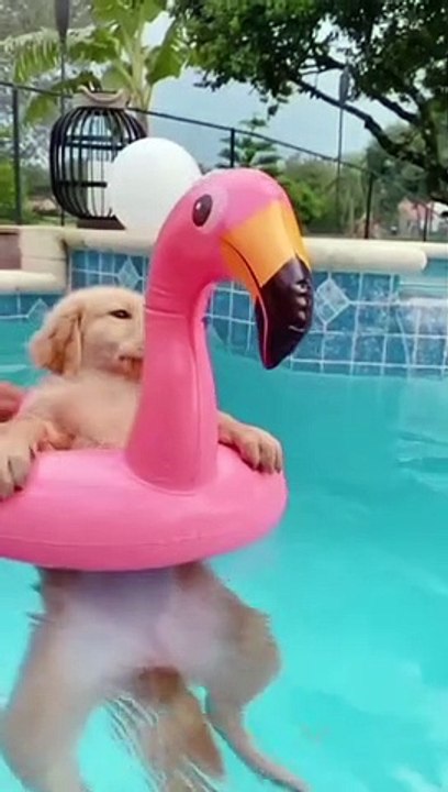 Funny dog is swimming in the pool