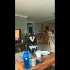 Funny And SOO Cute Husky Puppies Compilation #19 - Cutest Husky Puppy