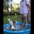 Funny And SOO Cute Husky Puppies Compilation #17 - Cutest Husky Puppy