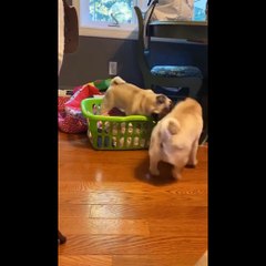 AWW SOO Cute and Funny Pug Puppies - Funniest Pug Ever #22