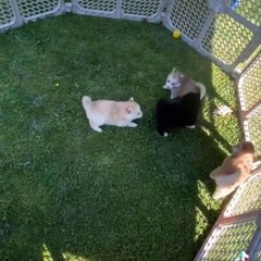 Funny And SOO Cute Husky Puppies Compilation #16 - Cutest Husky Puppy