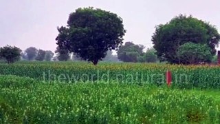 Indian Village Crops View || Beautiful Nature View. #nature #crops #indiancrops