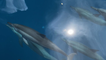 'Tahiti Dolphin Experience | Pod of Dolphins Swim Alongside Yacht'