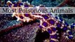 The Most Poisonous Animals