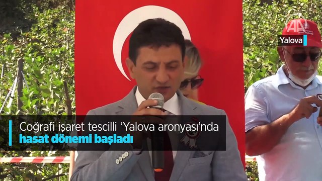 Coğrafi işaret tescilli Yalova aronyası nda hasat dönemi başladı