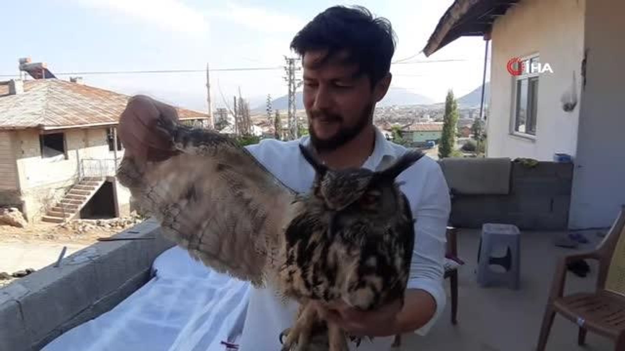 Yaralı bulunan puhu kuşu hayvanat bahçesine gönderildi