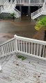 Alligator Surprise During Hurricane Ida Flooding
