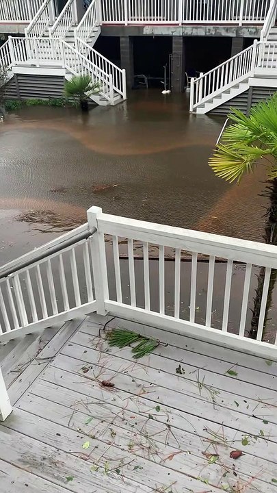 Alligator Surprise During Hurricane Ida Flooding