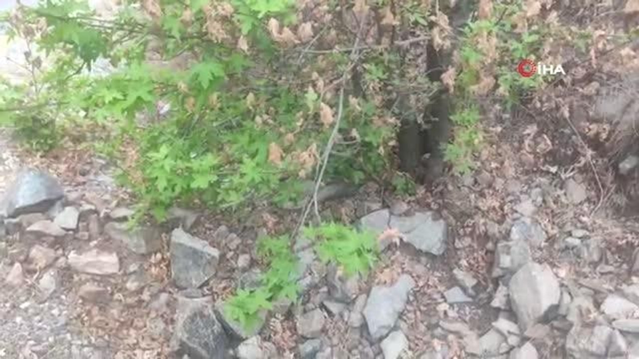 Son dakika haberleri! Yangının ardından ağaçlar küllerinden yeniden doğuyor