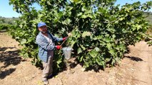 İhracatçı firmalar, dünyaca ünlü siyah incirin fiyatını 30 liradan 12 liraya düşürünce çiftçiler isyan etti