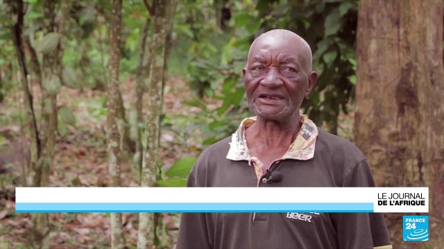 Cameroun : des plantations de cacao détruites par la sécheresse