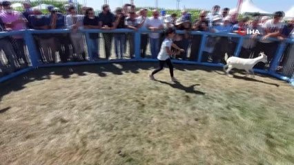 Oğlaklar kaçtı, çocuklar kovaladı