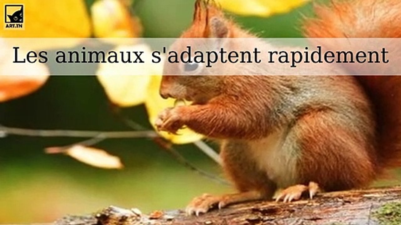 Des animaux qui s'adaptent rapidement pour survivre dans les villes et les nouveaux climats