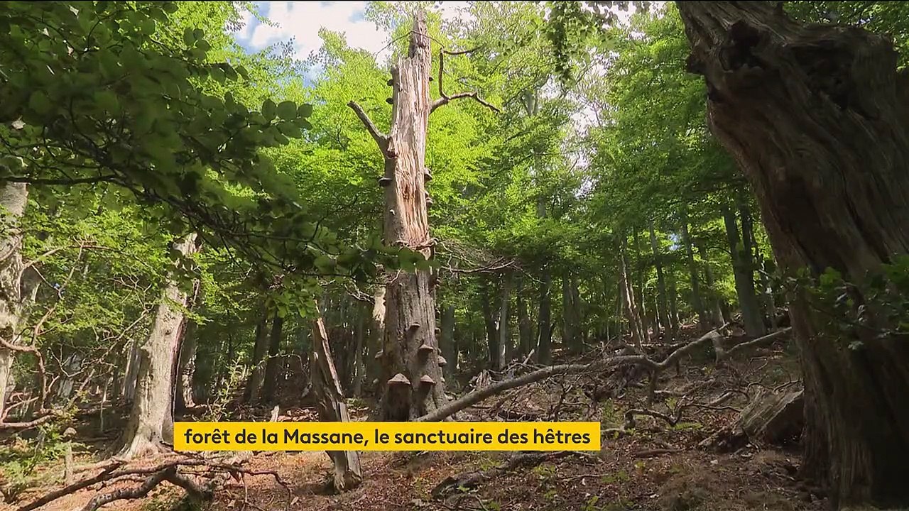 Pyrénées-Orientales : à la découverte de la forêt de la Massane, où la nature a repris ses droits