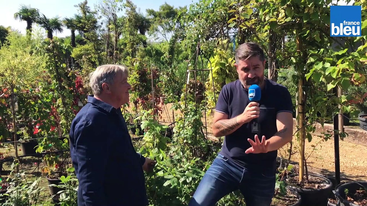 Faire des boutures de rosiers