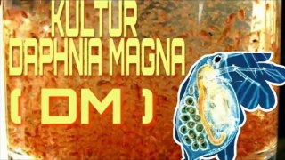 Full Penjelasan,Begini cara kultur daphnia magna 100% berhasil