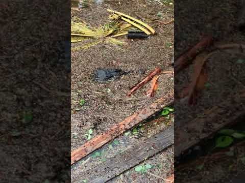 Alligator Surprise During Hurricane Ida Flooding