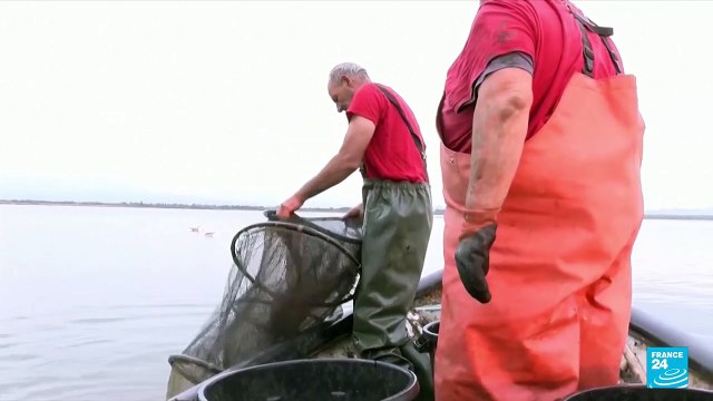 On French Mediterranean, invasive blue crab wreaks havoc on local molluscs