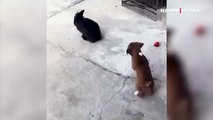 Tavşan taklidi yapan yavru köpek kamerada