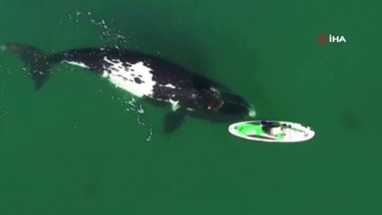 Arjantin'de kano süren kadınla balinanın dansı mest etti