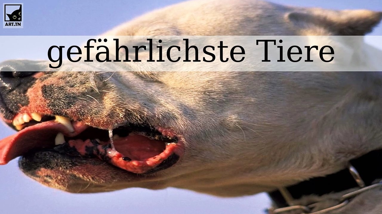 Die 10 gefährlichsten Tiere der Welt