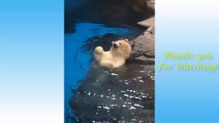 Animals Doing Things  Funny Cat and Dog Videos Compilation #1